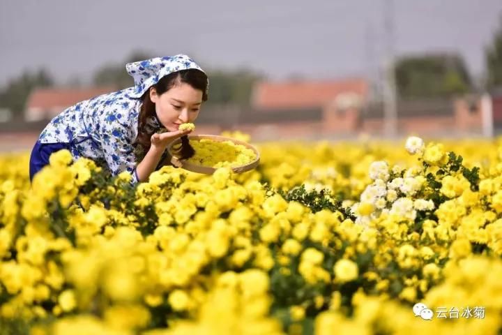 云臺冰菊基地發(fā)生了什么？一批批領(lǐng)導(dǎo)專家團(tuán)隊前來！