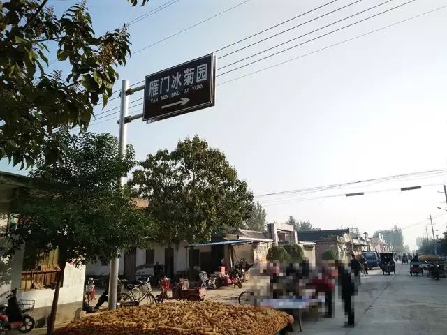 如何找到云臺冰菊？怎樣找到云臺冰菊？